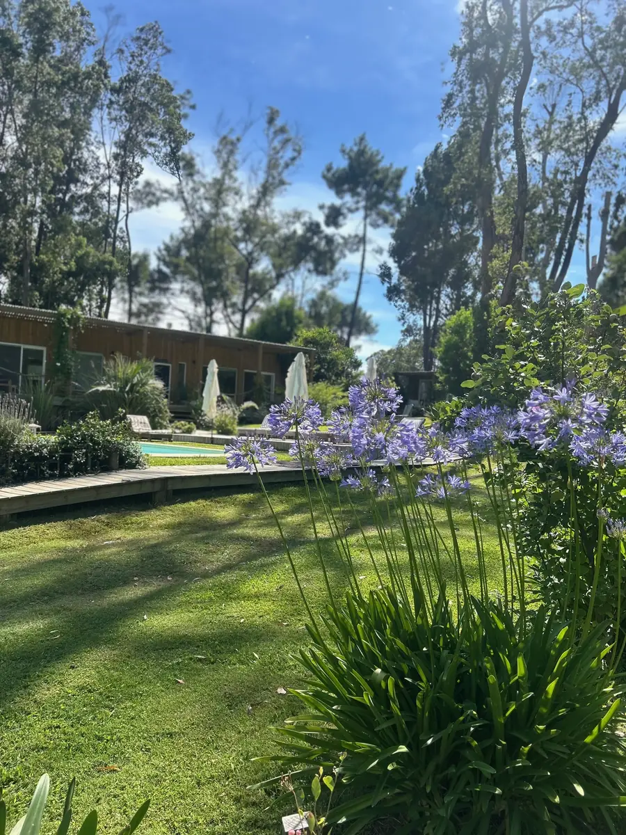 Agapantos, el sendero de madera y la piscina