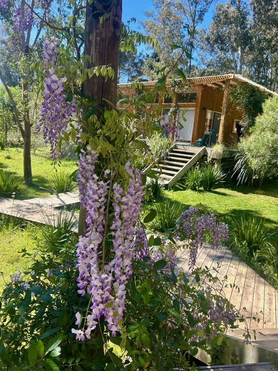 Glicina en flor frente a una de las casas de madera